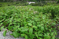 Polygonum polystachyum